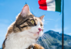 Italian Cat Names