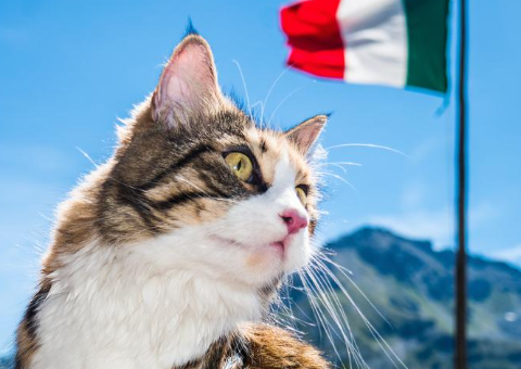 Italian Cat Names