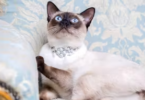 Luxurious Cat Names