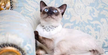 Luxurious Cat Names