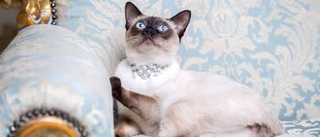 Luxurious Cat Names