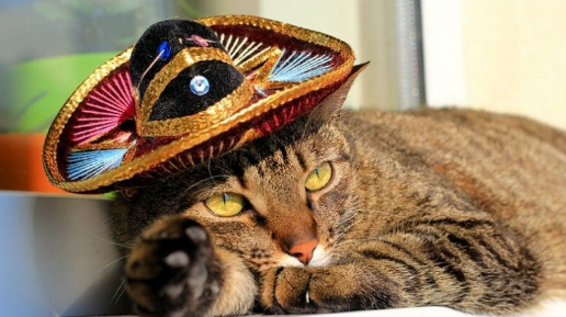 ¡Gato Goes Glamorous: The Ultimate Guide to Mexican Cat Names! - namingcat