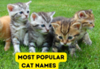 Most Common Cat Names