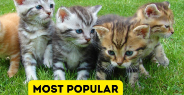 Most Common Cat Names