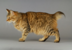 Names for Tailless Cats