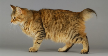 Names for Tailless Cats