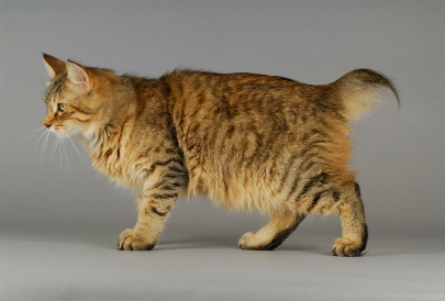 Names for Tailless Cats