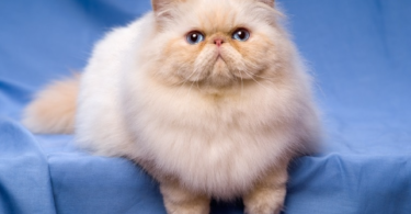 Persian Cat Color Names