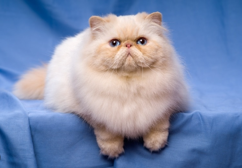 Persian Cat Color Names