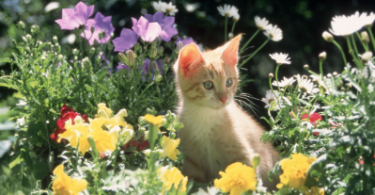 Plant Names for Cats