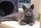 Russian Blue Cat Names