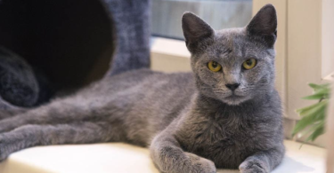 Russian Blue Cat Names