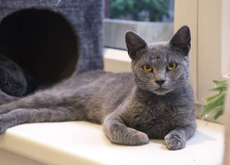 Russian Blue Cat Names