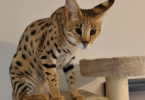 Savannah Cat Names