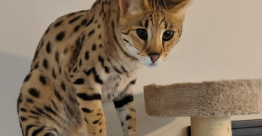 Savannah Cat Names