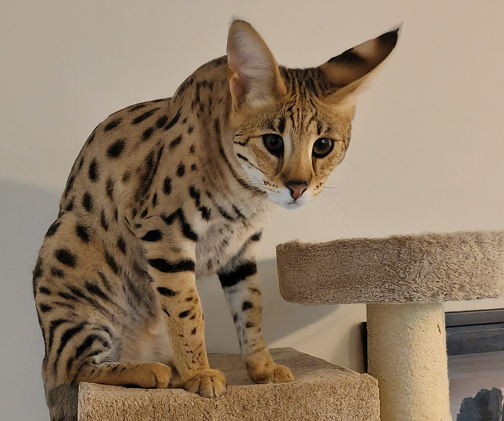 Savannah Cat Names