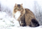 Siberian Cat Names