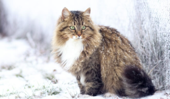 Siberian Cat Names