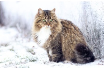 Siberian Cat Names