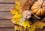 Thanksgiving Cat Names