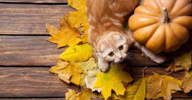 Thanksgiving Cat Names