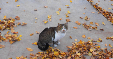 Thanksgiving Kitten Names