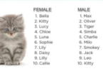 5 Kitten Names That Go Together