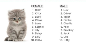 5 Kitten Names That Go Together