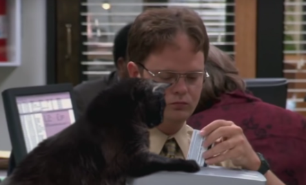 the office cat names