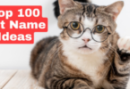 100 Cat Names