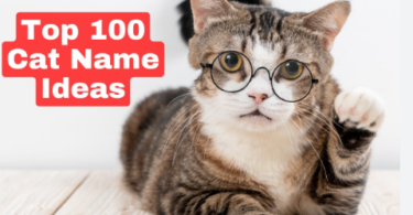 100 Cat Names