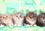 4 Kitten Names That Go Together