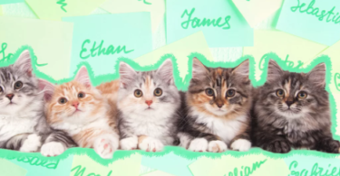 4 Kitten Names That Go Together