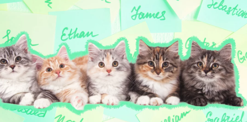 4 Kitten Names That Go Together