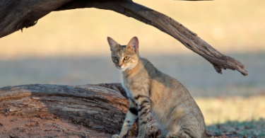 African cat name with L