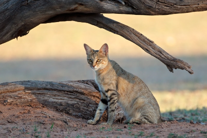 African cat name with L