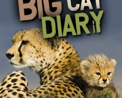 Big Cat Diary Cheetah Names