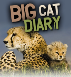 Big Cat Diary Cheetah Names