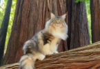 California cat names