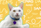 Cat Names Based on Personality