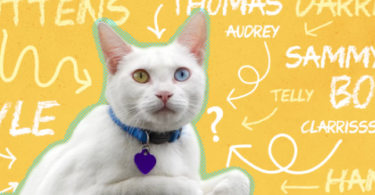 Cat Names Based on Personality