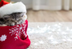 Christmas Cat Names