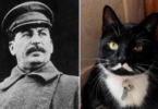 Dictator Cat Names