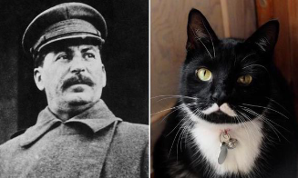 Dictator Cat Names