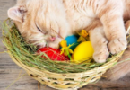 Easter Kitten Names