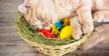 Easter Kitten Names