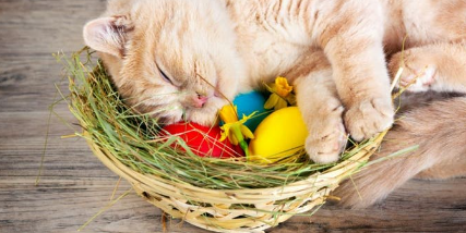 Easter Kitten Names