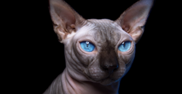 Egyptian Names for Sphynx Cats