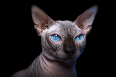 Egyptian Names for Sphynx Cats