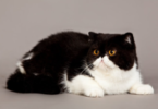 Exotic Shorthair Cat Names